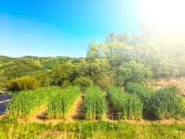 Picture of the field